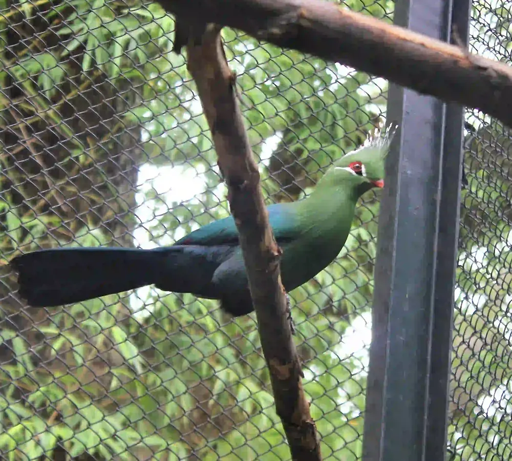 Livingstone's Turaco